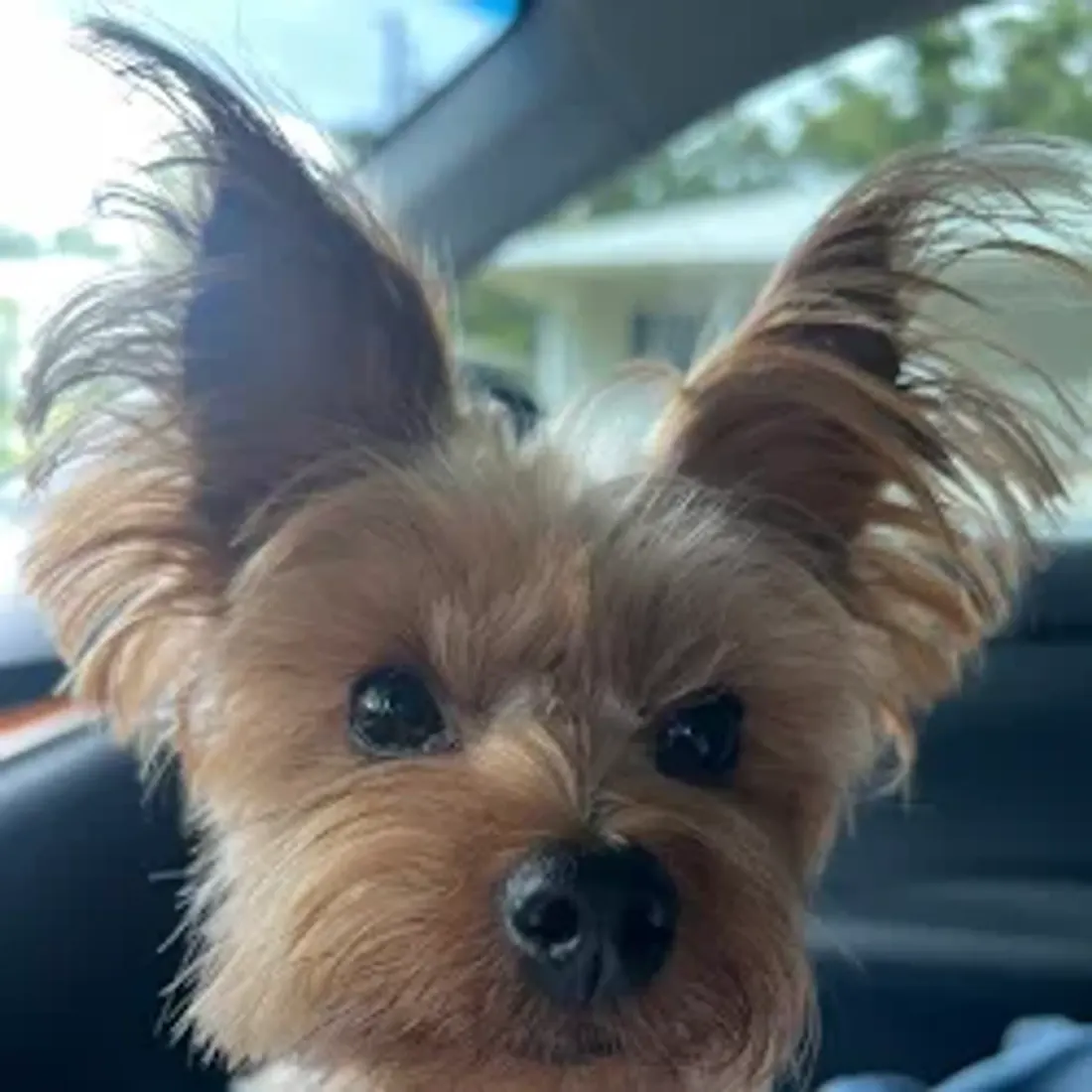 Close-up of a small dog with large ears inside a car