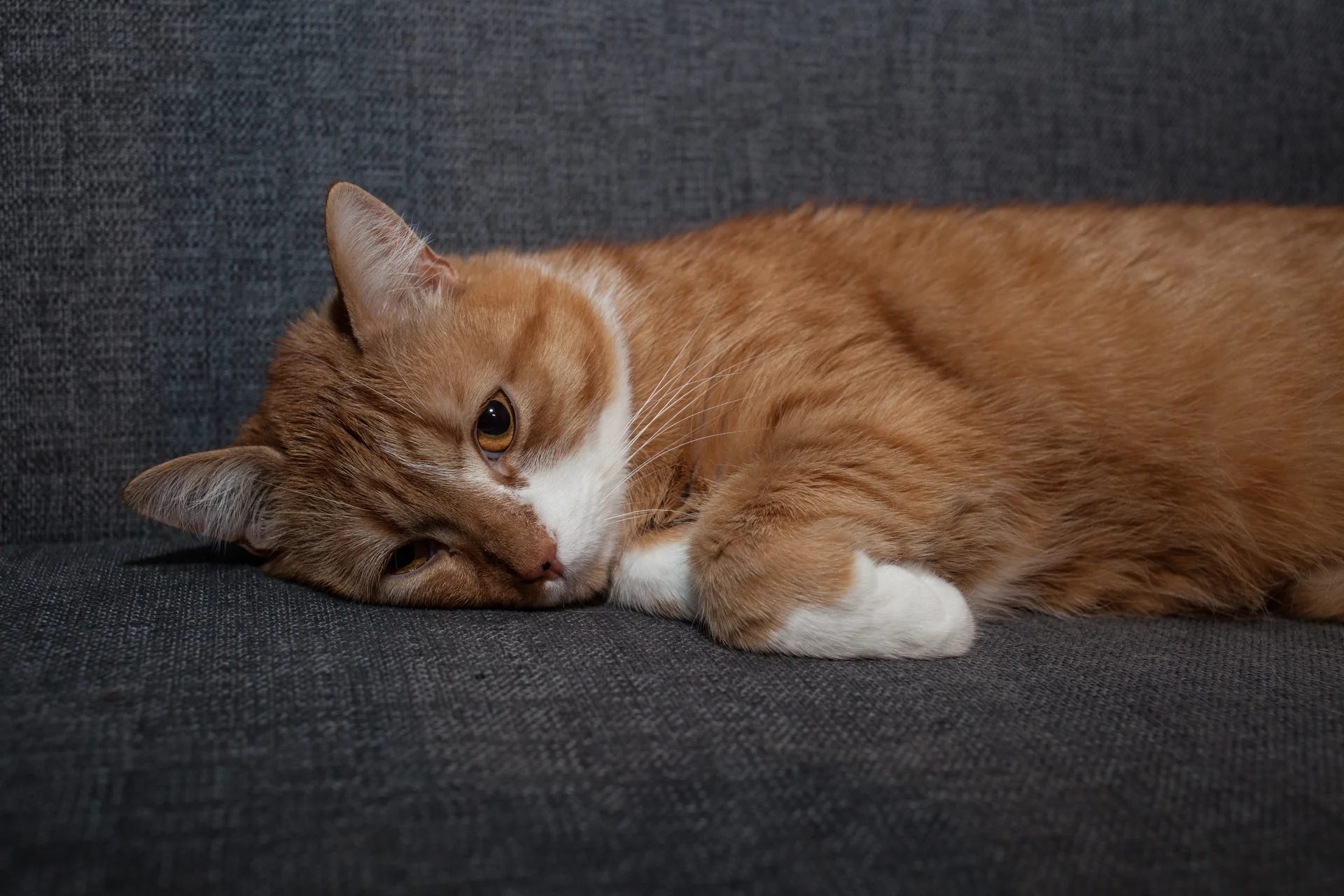 Orange and white cat resting on a gray couch indoors